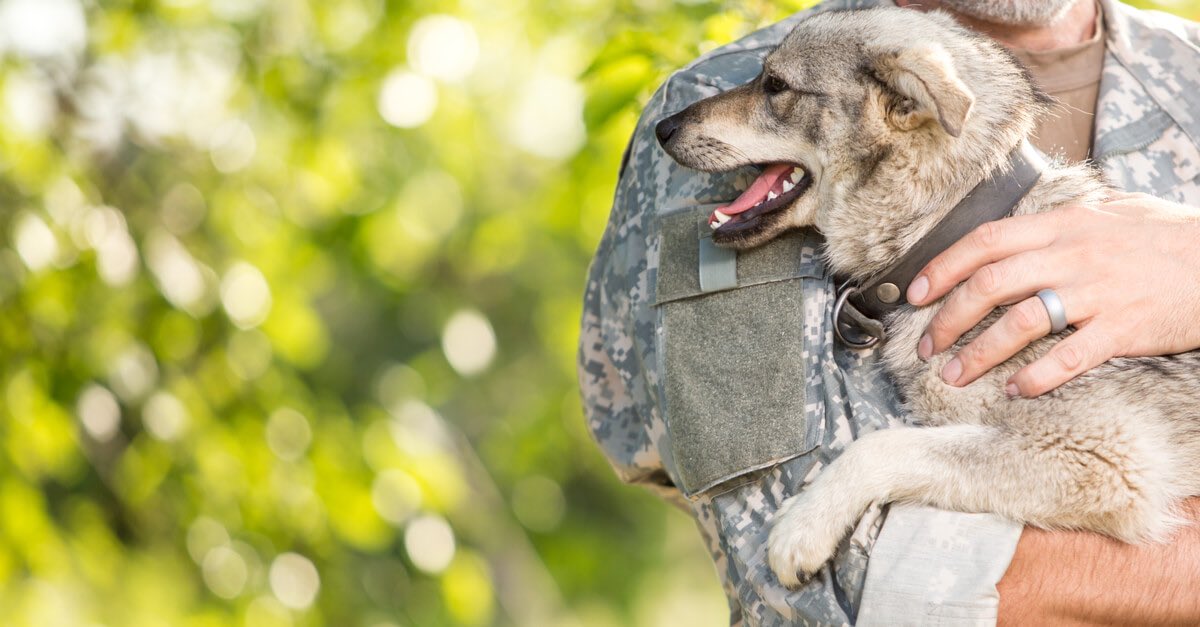 sandra_mccune's tweet photo. @ISAZOfficial and @waltham_science will support new research looking into the potential benefits of dogs to returning service personnel with mental health issues:  https://t.co/lfq536XBTO https://t.co/mqnFj9XY7B