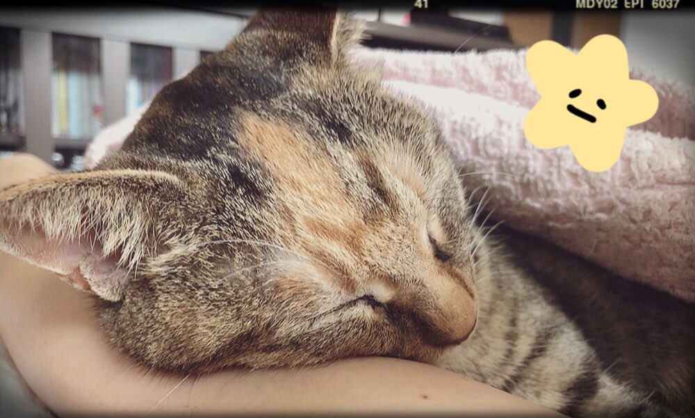 森谷里美 こんにちは 時々一緒に寝ています 腕まくら 猫 森谷里美 こんにちは 時々一緒に寝ています 腕まくら 猫