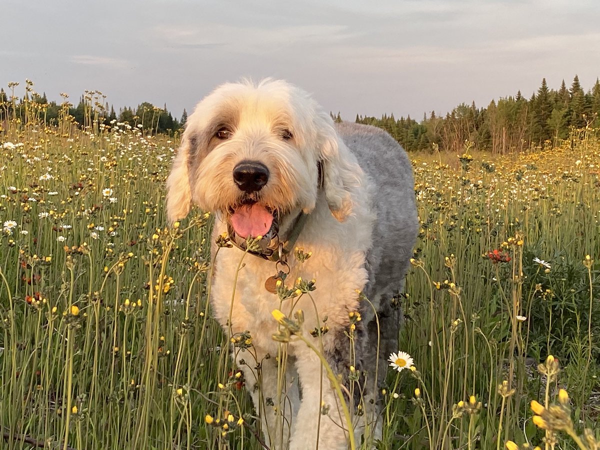watergrl79's tweet photo. Love my dog and Maine wildflowers ❤️ https://t.co/TZCmeuzpXY