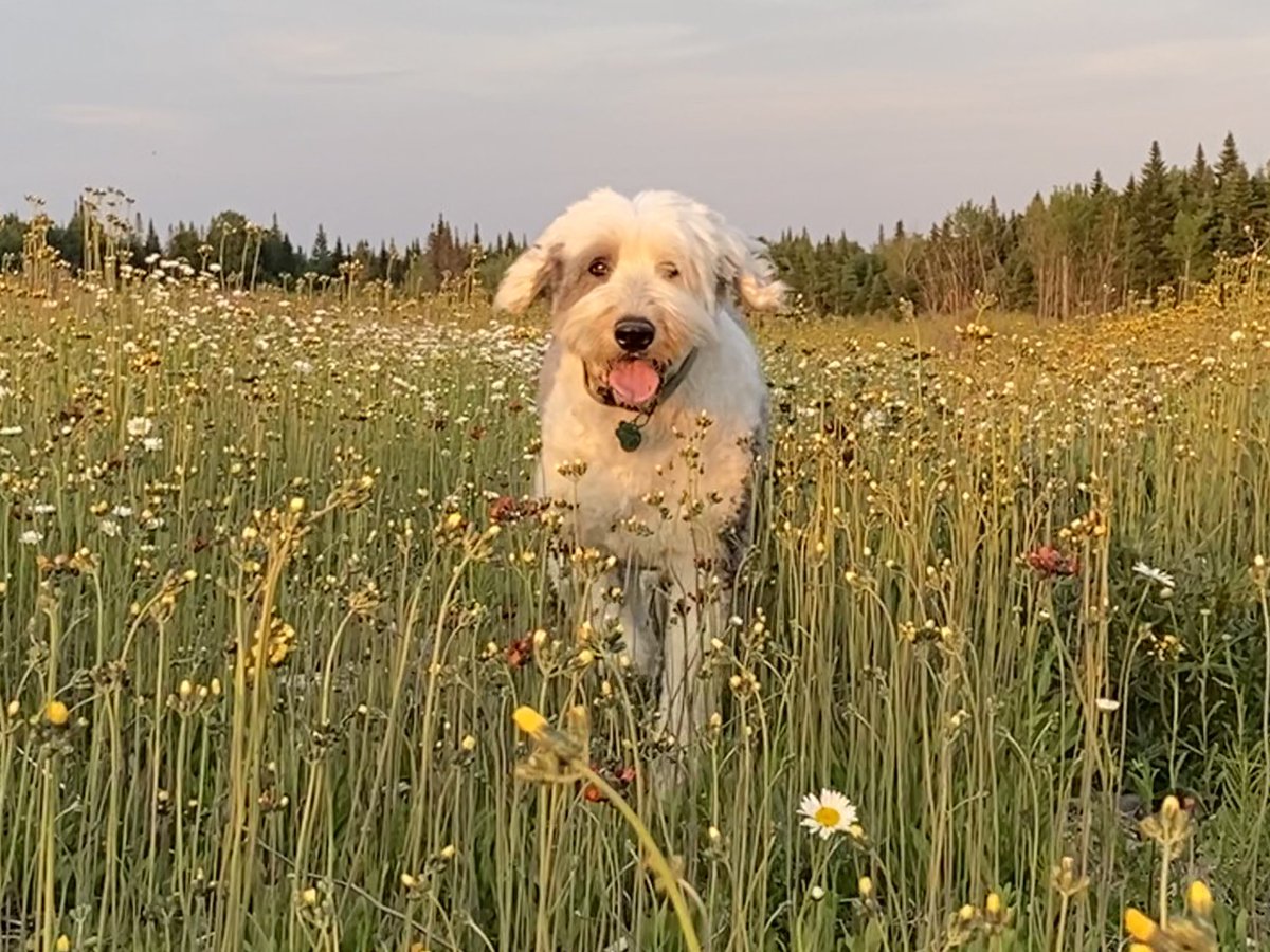 watergrl79's tweet photo. Love my dog and Maine wildflowers ❤️ https://t.co/TZCmeuzpXY