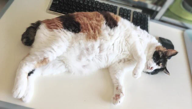 ペット飼ってる人は気をつけろ！？肥満を放っておけない理由が納得…