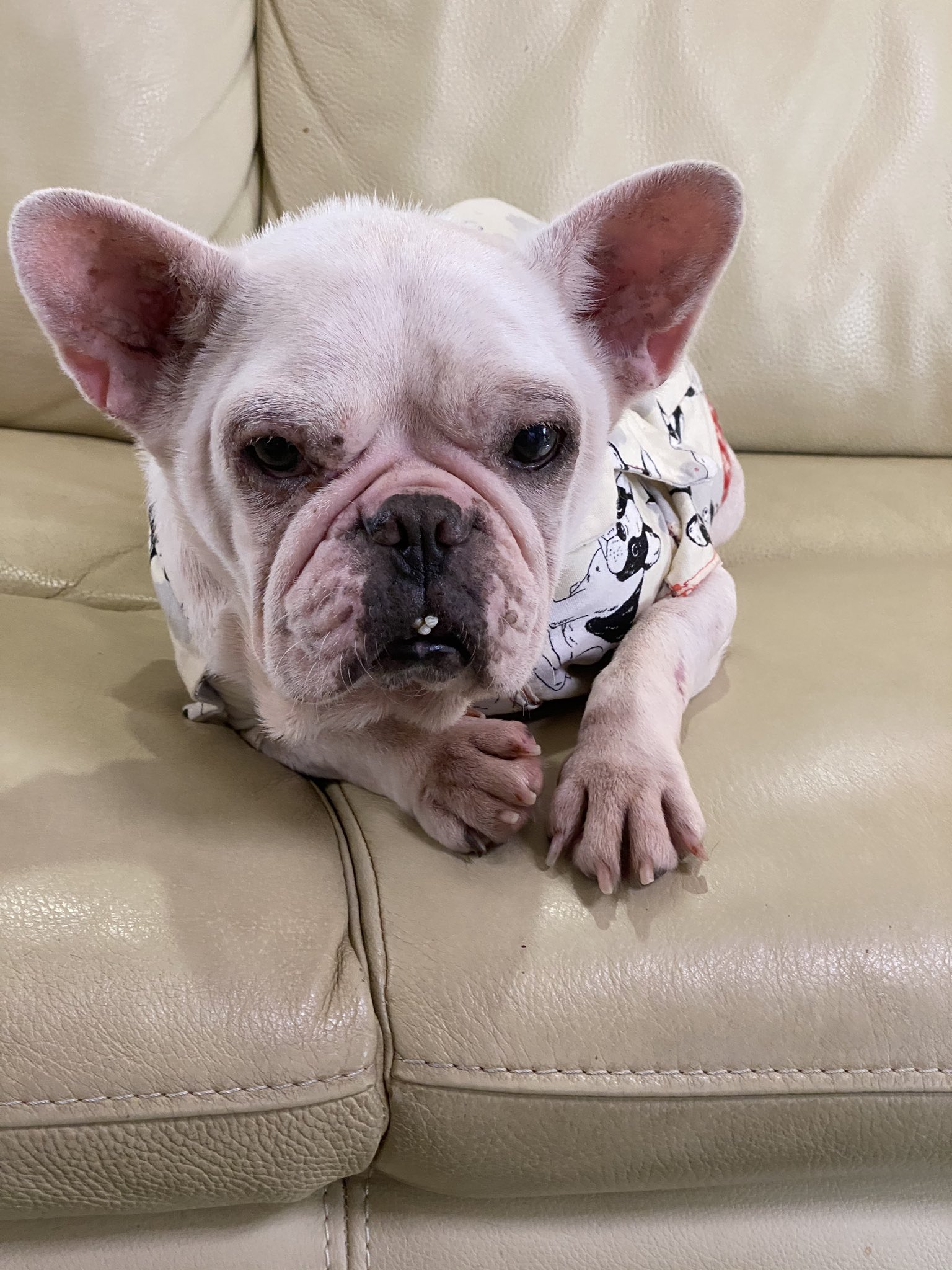 むつこ 保護犬カフェ天神橋店からあいちゃんを家族に迎えました 保護犬カフェ天神橋店 ラブファイブ 8匹の多頭飼い T Co Fjbb6n5xkl Twitter