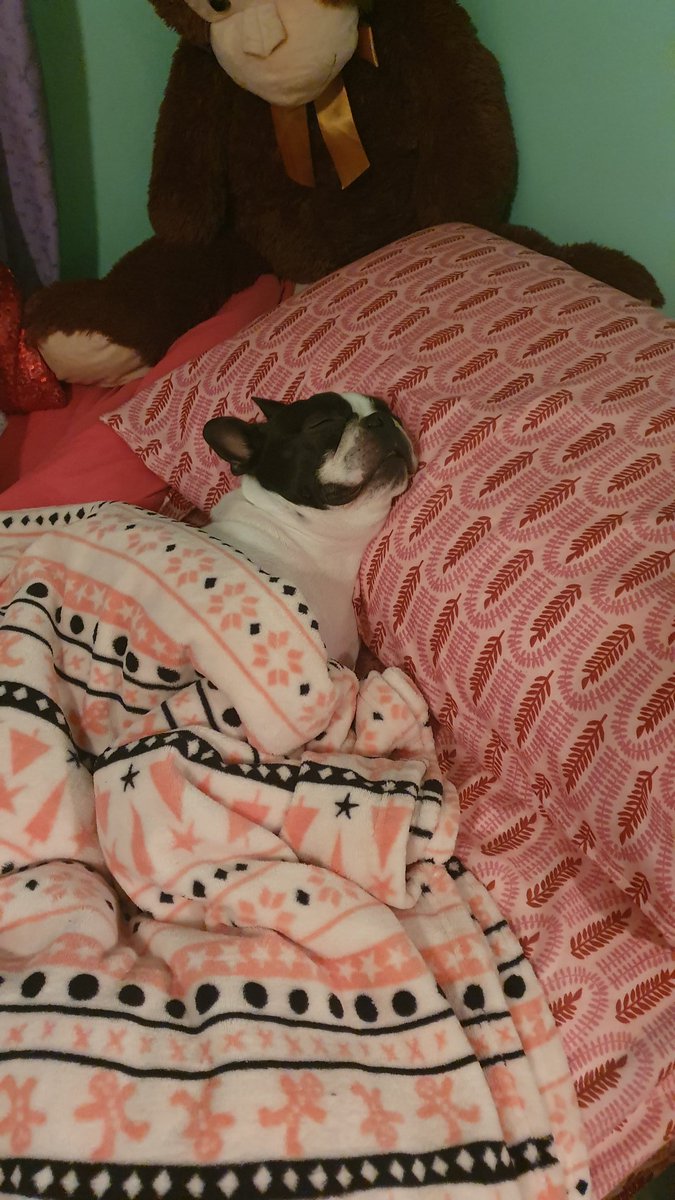 _QueenC97's tweet photo. @juliarenas_ @atr_ahre Obvio que si. No por nada mi canina se cree humana😌 https://t.co/fOoz2wcGvW