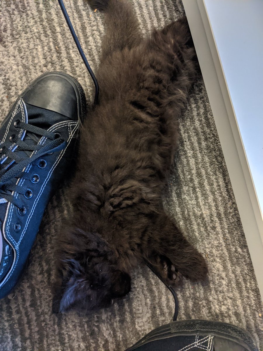 I scratched Sid& #39;s belly and he immediately passed out under me.