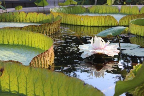 indykeyhotels's tweet photo. Hortus Botanicus: Amsterdam’s Garden Oasis https://t.co/hybNy4Atdj https://t.co/XtCpMtWoKb