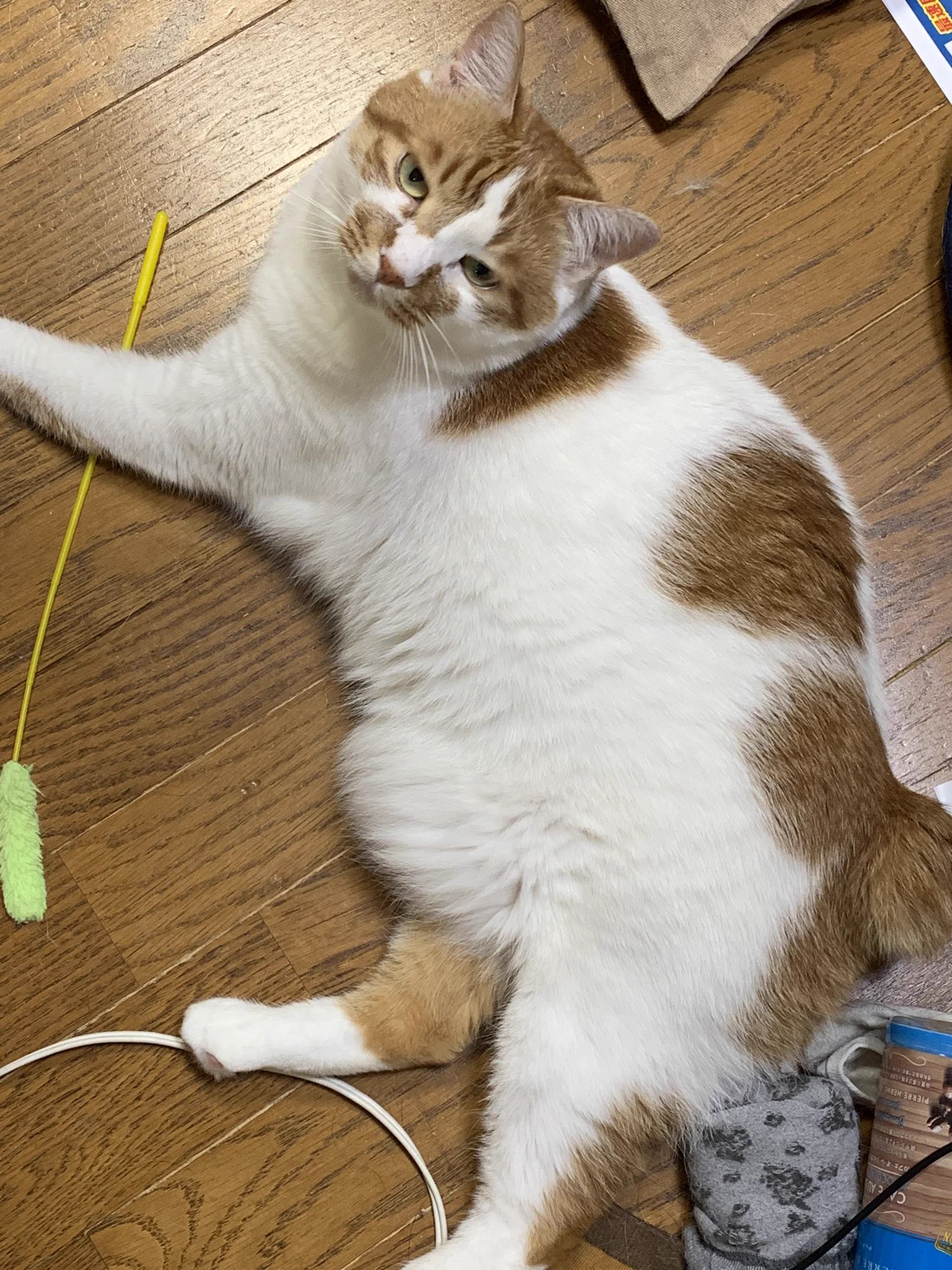 @nyantostos 4歳でこのお腹はヤバいですかね？😅 