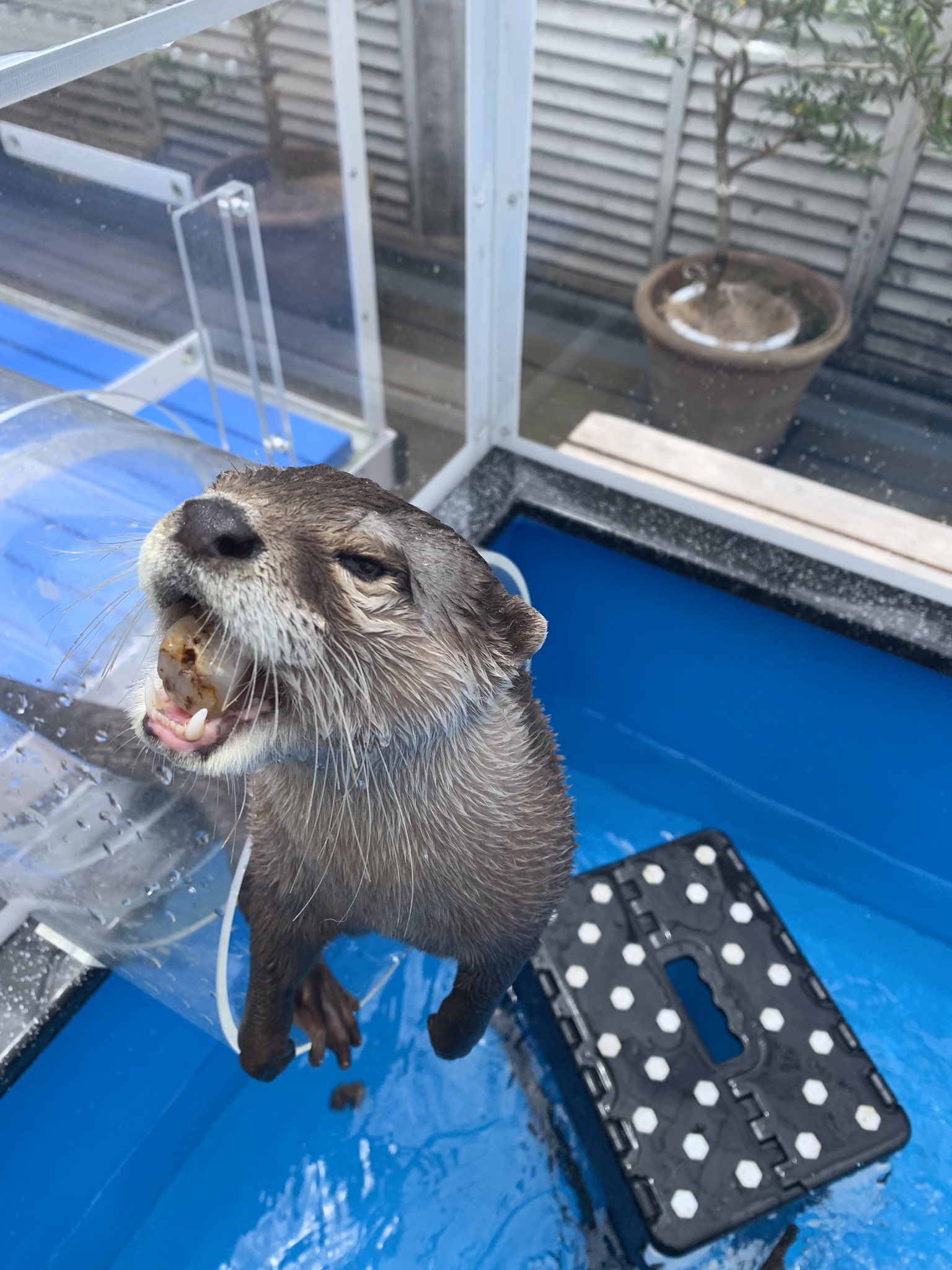 カワウソカフェ Harry原宿テラス店 Pa Twitter みてみて 小石拾ってきたよ キララちゃん今日も絶好調 カワウソ 原宿テラス カワウソカフェ かわうそ Otter チンチラ Japan 笑顔 Smile かわいい Harry Animal Zoo T Co Lftz0velkw Twitter