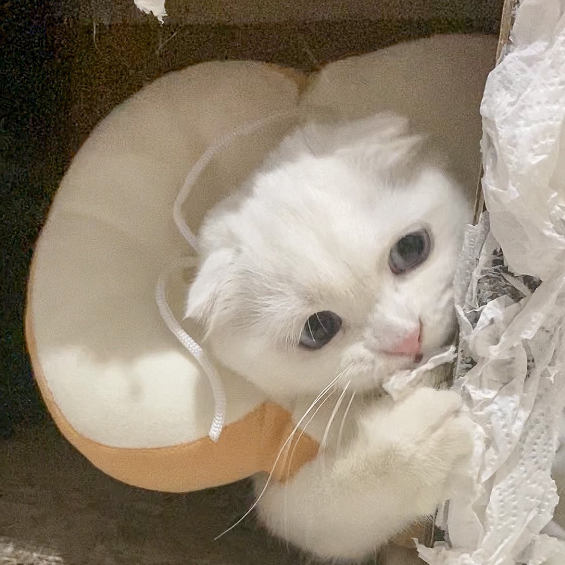 ૮꒰˵• ﻌ •˵꒱ა tweet media