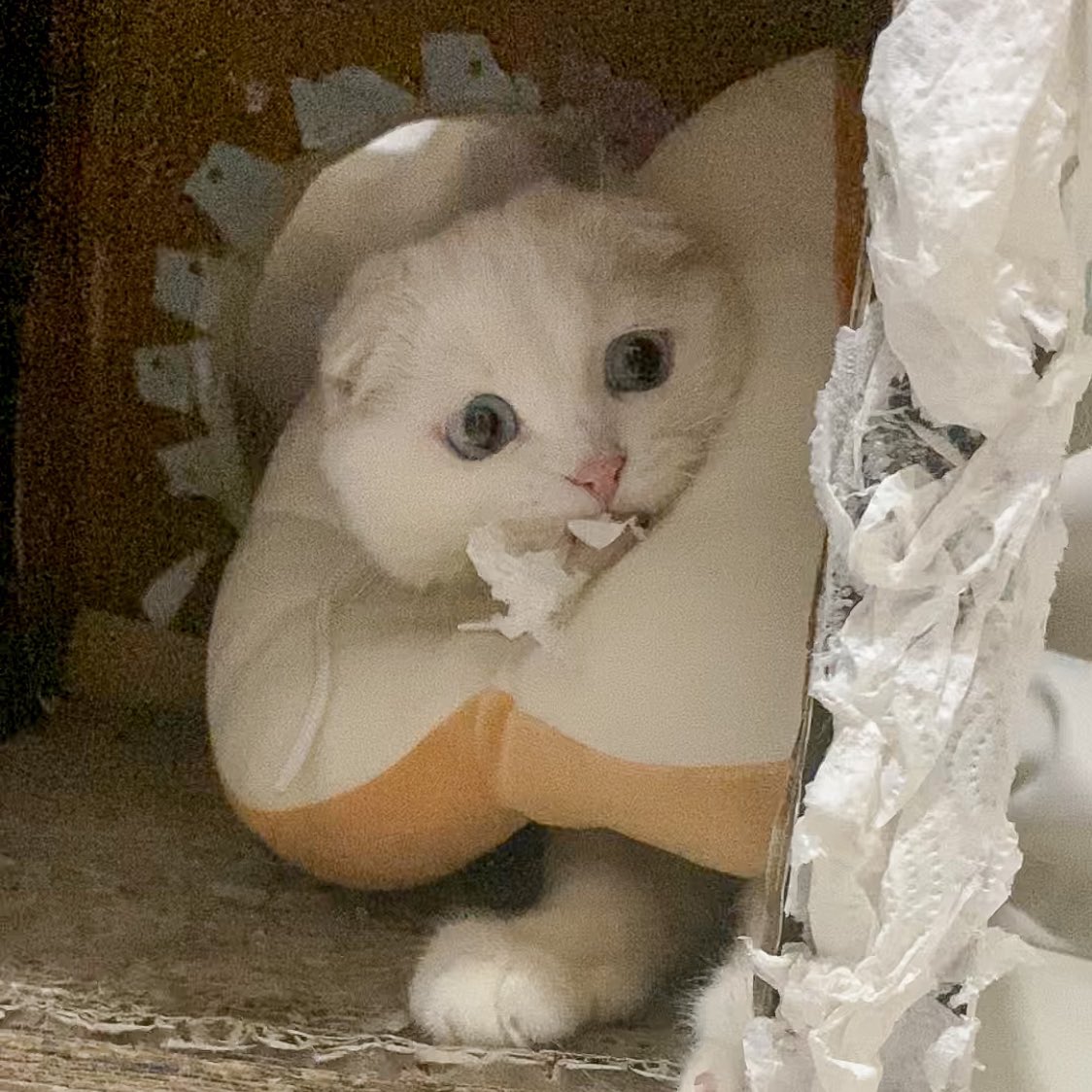 ૮꒰˵• ﻌ •˵꒱ა tweet media