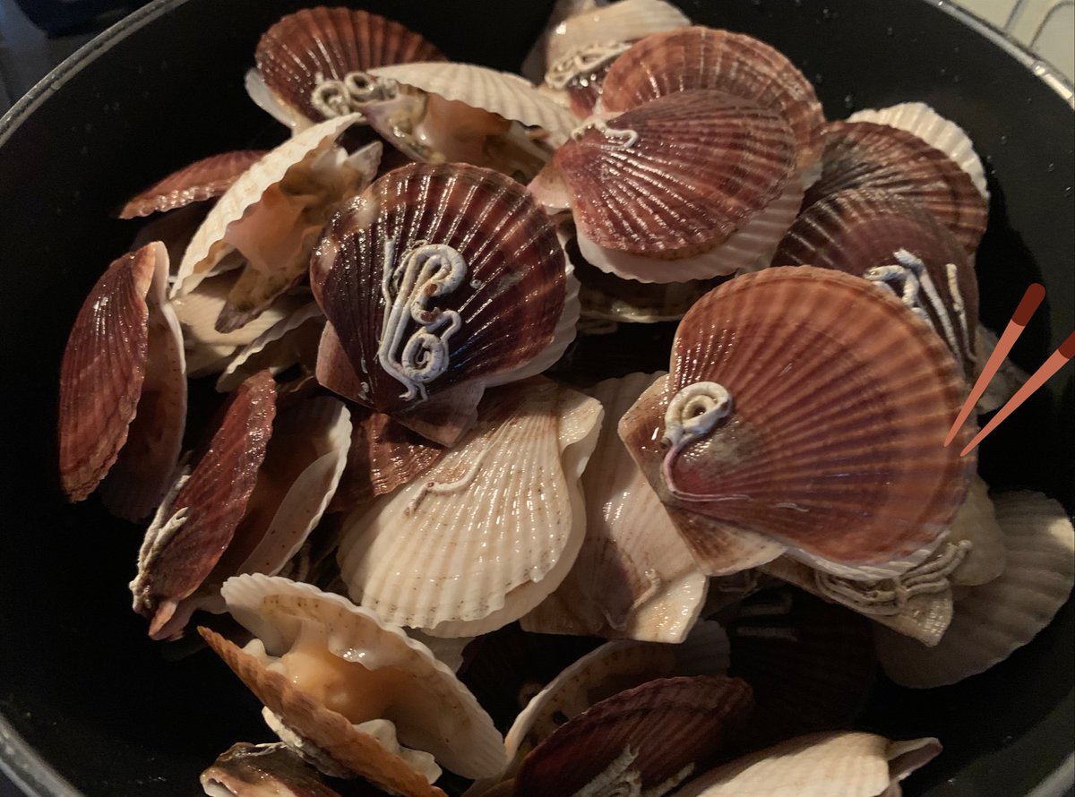 Eko T 稚貝を頂きました ๑ ᴗ ﾍﾞﾋﾞｰﾎﾀﾃ 活きてる 稚貝 ボイルしまーす 笑