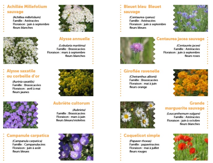 morethanweeds's tweet photo. The French city of Nantes offers residents seed packets to sow in pavement cracks, with non-natives &amp; native species adapted to cities (wallflower, toadflax, poppy etc). It is hoped that this will help people accept "wilder" streets &amp; spontaneous flora https://t.co/5StLDDmGgU https://t.co/uHPDEIB3XE