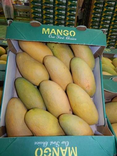 #Mango-#KingofFruits is here! Do you know #Australianscientists worked for #Pakistanmango Industry development for almost a decade. Right form #nursery to #packing and #marketing