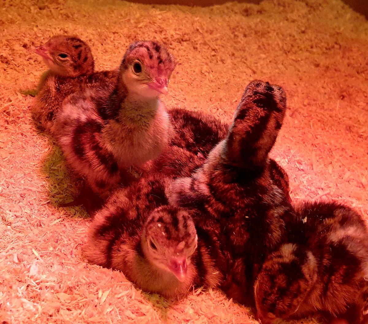 Amazing to watch Turkey Eggs hatching here on the farm . . . 🦃🥚 ❤

#turkeys #1dayold #farming #lancashire  #forestofbowland #farminglife
