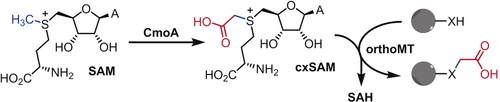 angew_chem's tweet photo. @Micklefield_Lab have engineered a #methyltransferase for selective carboxy(m)ethylation with enzymatically produced carboxy SAM derivatives #proteinengineering @UoMMIB https://t.co/ST7HVTqtFK https://t.co/iHix7KNGLy