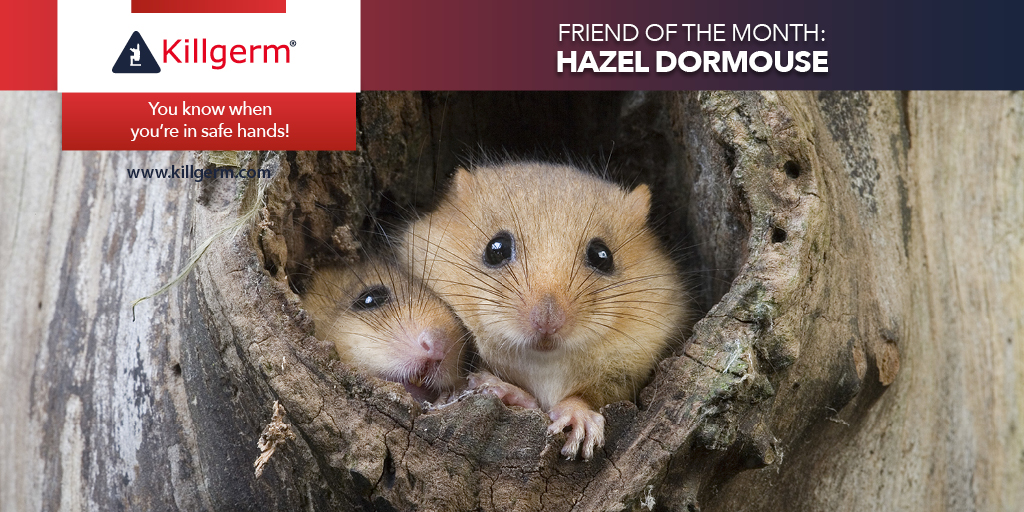 Killgerm's tweet photo. Hazel dormice are inactive during the day. Typical sleeping sites include disused birds’ nests or tree hollows. They are known to take refuge in bird or bat boxes from time to time.
#FriendOfTheMonth #HazelDormouse https://t.co/Vt90Q7gVjG