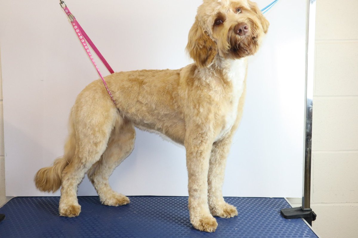 Don’t forget we have our own in house grooming salons!

🐩🛁 Nails to Tails Dog Grooming Bury 🛁🐩

🛁 Bath &amp; Brush from £18
✂️ Full Grooms from £30
🧖‍♀️ The UltiMutt Package from £40 - includes facial, pawdicure &amp; teeth brushing
💻 facebook.com/nailstotailsbu…