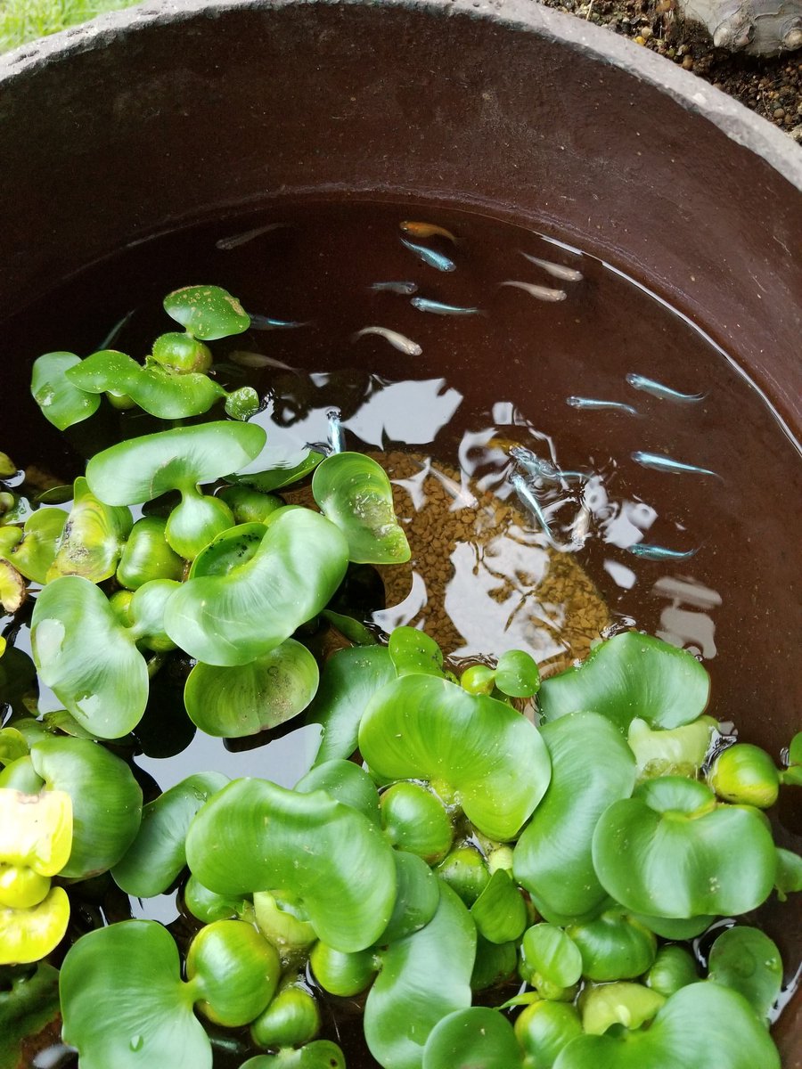 靴のオカダ 富岡バイパス店 可愛いミユキメダカを 飼い始めました 今は外の壺をきった亀みたいな所で 友達から貰ったメダカを飼ってます 休みの 日にボーッと見てるだけで リラックスします メダカ 靴のオカダ リラックス 富岡市 靴屋 可愛いメダカ