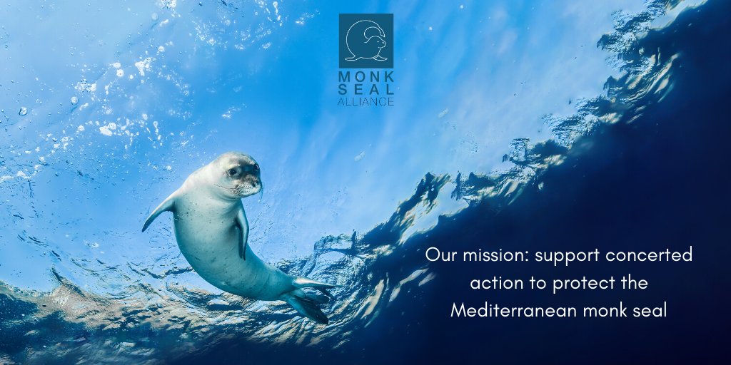 The #MonkSealAlliance releases first calls for collaborative project proposals: fpa2.org/monk-seal-alli…. The Alliance unites <a href="/FPA2/">FPA2</a>, @MavaFdn, <a href="/thalassafound/">Thalassa Foundation</a>, Fondation Segré &amp; Fondation Sancta Devota to advance protection of the Mediterranean Monk Seal.