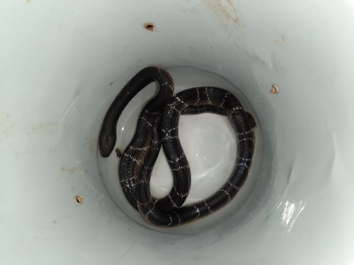 Indiansnakes.org tweet media