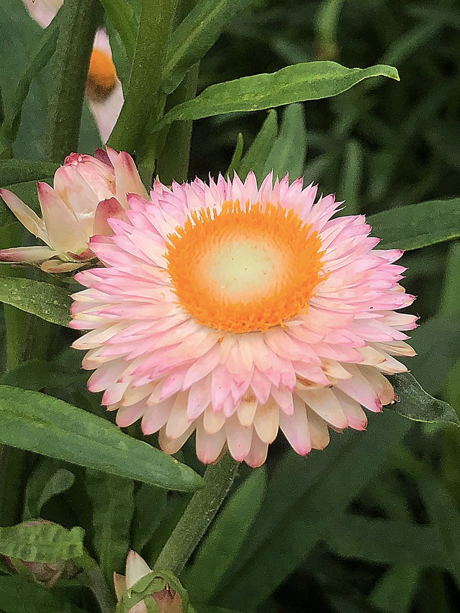 コウホネ Twitter Search