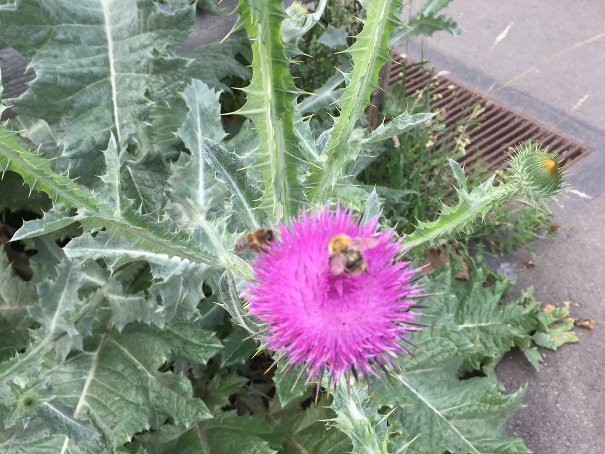 rehsche's tweet photo. Ehrlich: Ich weiss nicht mal, wie sie alle heissen - aber es sind viele Blumenarten, die mich schon seit Monaten in einer Quartierstrasse am  #Friesenberg in #Zürich erfreuen. Für mich sind sie auch Ausdruck der Kraft der #Sonne, die auch dieses Jahr wieder so reichlich scheint. https://t.co/dEyuOxbs3e