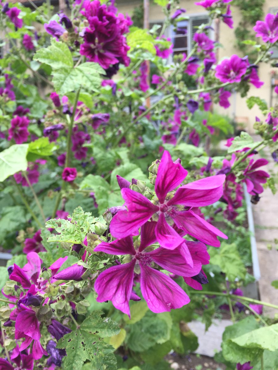 rehsche's tweet photo. Ehrlich: Ich weiss nicht mal, wie sie alle heissen - aber es sind viele Blumenarten, die mich schon seit Monaten in einer Quartierstrasse am  #Friesenberg in #Zürich erfreuen. Für mich sind sie auch Ausdruck der Kraft der #Sonne, die auch dieses Jahr wieder so reichlich scheint. https://t.co/dEyuOxbs3e