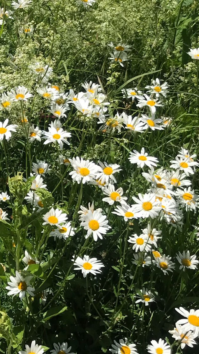 rehsche's tweet photo. Ehrlich: Ich weiss nicht mal, wie sie alle heissen - aber es sind viele Blumenarten, die mich schon seit Monaten in einer Quartierstrasse am  #Friesenberg in #Zürich erfreuen. Für mich sind sie auch Ausdruck der Kraft der #Sonne, die auch dieses Jahr wieder so reichlich scheint. https://t.co/dEyuOxbs3e