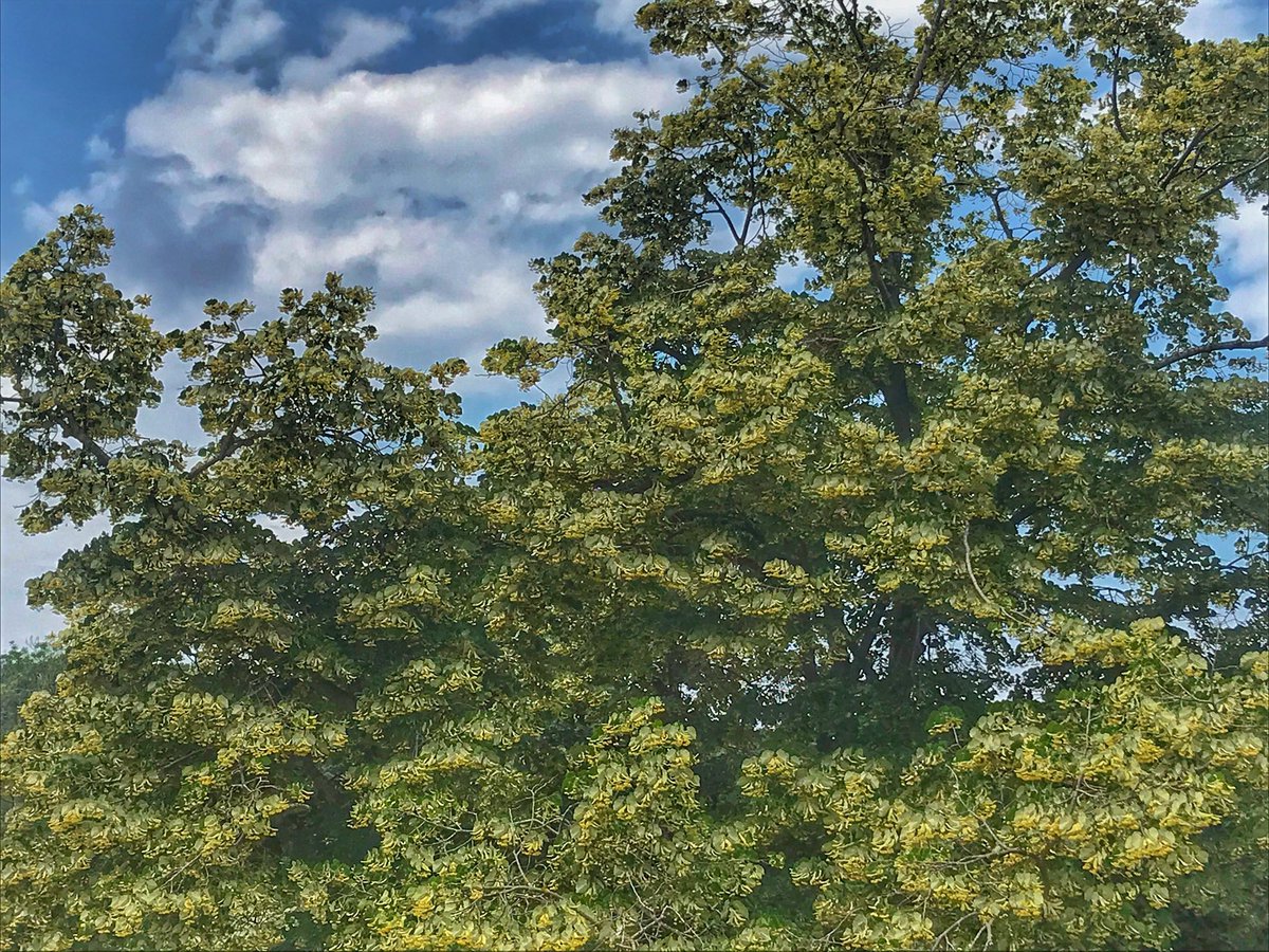 Kaç insan bir ıhlamur ağacından daha güzel ve değerli olabilir ki!

Not: Fotoğraf bugüne aittir. Kokuyu alıyor musunuz?