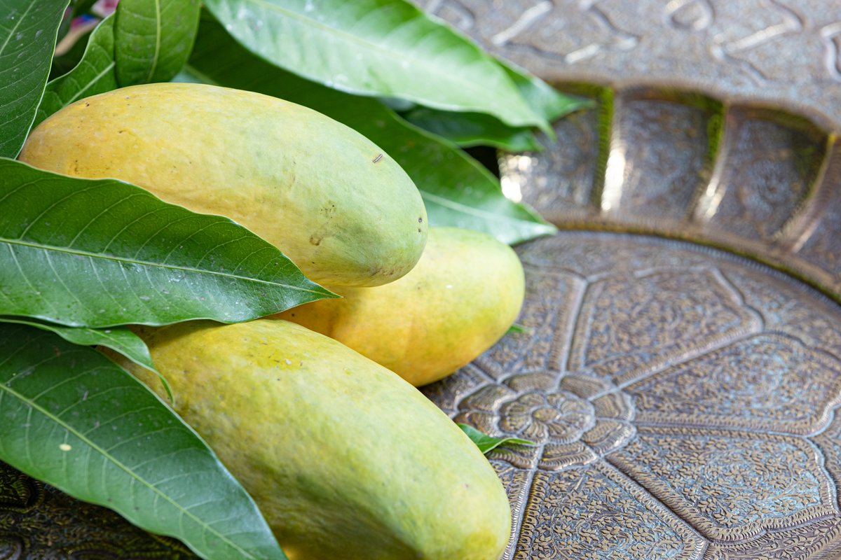 AusHCPak's tweet photo. Savouring the Pakistani ‘aam’, my favourite summer fruit that’s an intrinsic part of Pakistan’s culture, art, poetry and literature. 🇵🇰 Pakistan is the world’s sixth largest exporter of mangoes, with its delicious and juicy #mangoes becoming increasing popular in 🇦🇺 Australia. https://t.co/FK9DEiMLGi