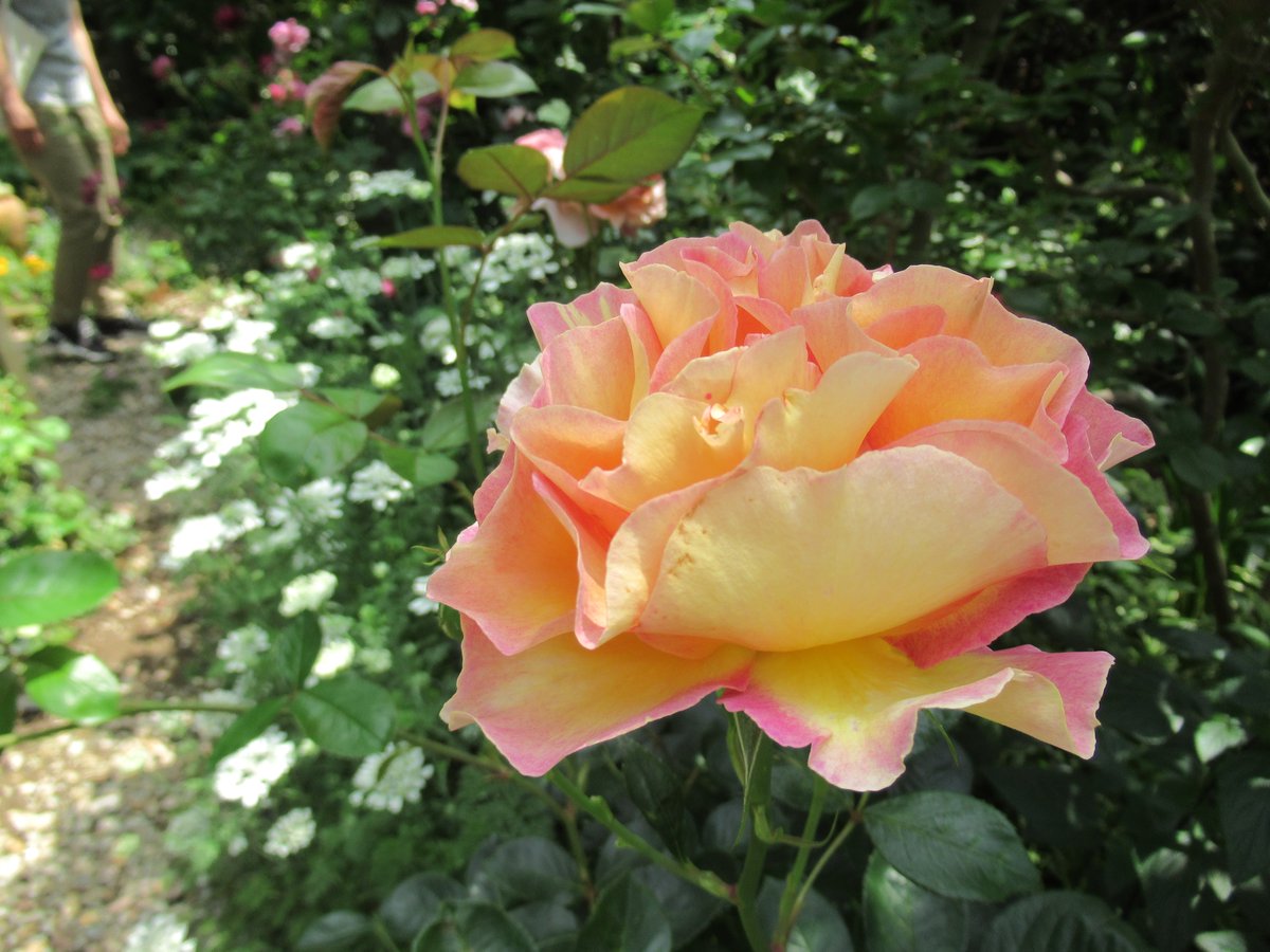 一般財団法人世田谷トラストまちづくり على تويتر 5月はローザリアン バラを巡る小さな森を訪問しました オーナーたちはこの季節を おもてなし したかったと残念がっていました