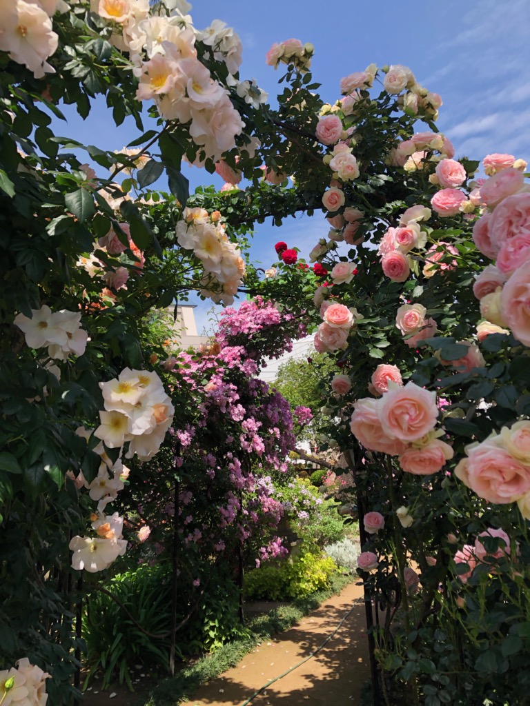 一般財団法人世田谷トラストまちづくり على تويتر 5月はローザリアン バラを巡る小さな森を訪問しました オーナーたちはこの季節を おもてなし したかったと残念がっていました