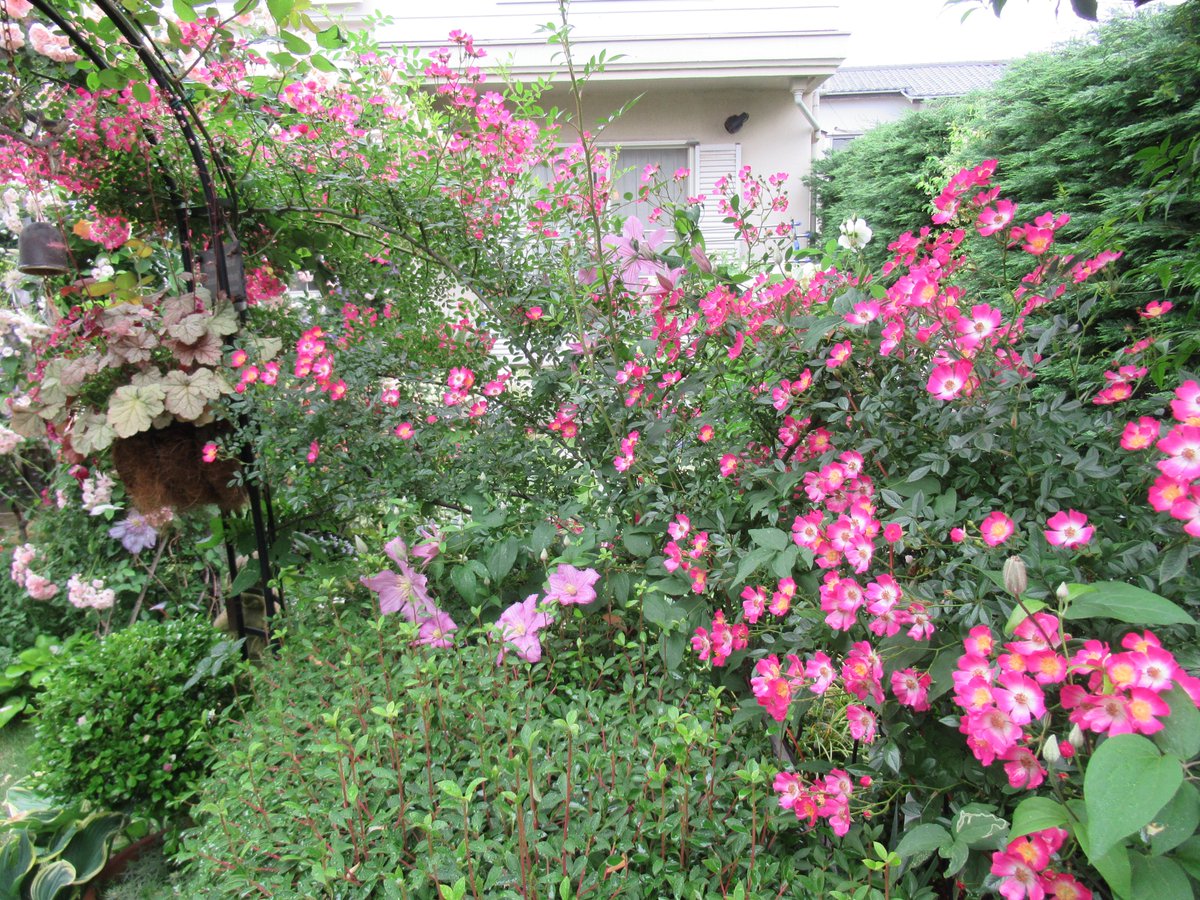 一般財団法人世田谷トラストまちづくり على تويتر 5月はローザリアン バラを巡る小さな森を訪問しました オーナーたちはこの季節を おもてなし したかったと残念がっていました