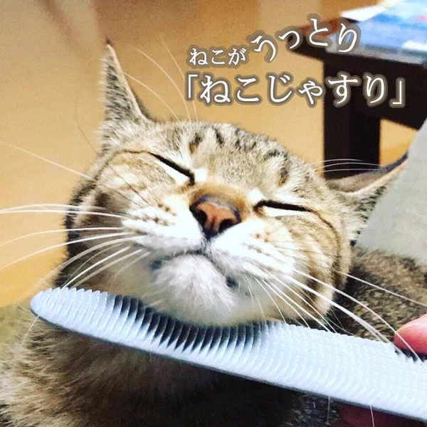 @emichan_iguana @shinta867 ねこじゃすり！？
ねこじゃすりが遂に
生命を宿しただと！？ 
