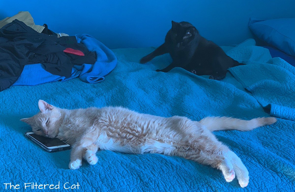 FilteredCat's tweet image. Milo fell asleep on the phone today. Old. Milo sleeps, naps, cuddles, and sometimes craps on the carpet. Junior is the black cat. #CatsOnTwitter #cats #MondayFunday #CatsOfTheQuarantine #CatsOfTwitter #meowfeature #yourcatphoto #taylorswift #catduateschooladmissions #catstagram