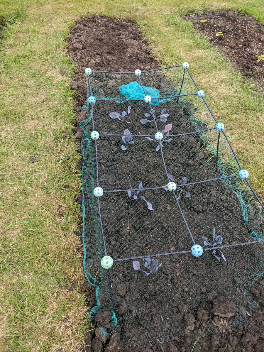 dansallotment's tweet photo. Last night was the first chance to get down in two weeks due to the constant rain. Grass cut and red cabbage in the ground now. Lots of weeding to do, hopefully call in tonight after work to do a bit. #allotment #GrowYourOwn https://t.co/mzLymFMs8N