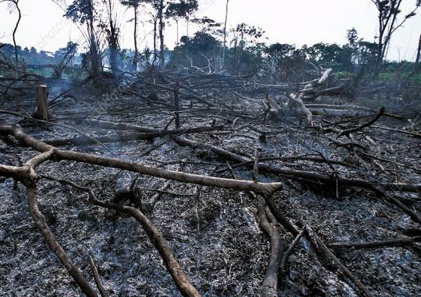 TabiJoda1's tweet image. The best way to saving #rainforests is

plant more trees

Regenerate trees

Reduce illegal logging

Stop fragmentation of forest

Reduce wildfires

#SaveCongoForest_Flora_Fauna
#SaveAmazonForest 

@JosefaSacko @CIFOR @sharon_ikeazor @FAOForestry @giz_gmbh @UNCCD @Afr100_Official