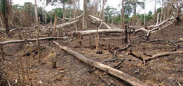 TabiJoda1's tweet image. The best way to saving #rainforests is

plant more trees

Regenerate trees

Reduce illegal logging

Stop fragmentation of forest

Reduce wildfires

#SaveCongoForest_Flora_Fauna
#SaveAmazonForest 

@JosefaSacko @CIFOR @sharon_ikeazor @FAOForestry @giz_gmbh @UNCCD @Afr100_Official