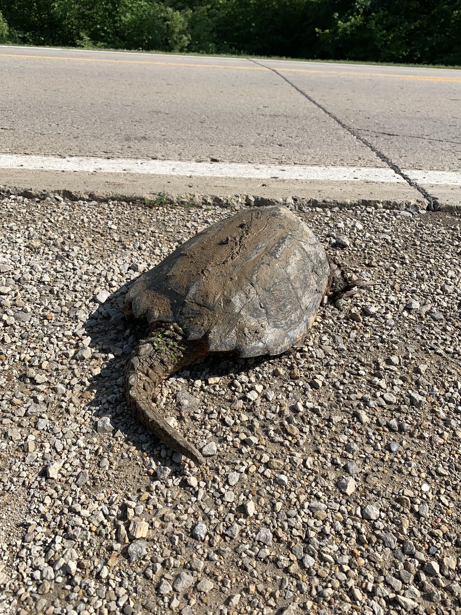 ISU_EIGHMY's tweet photo. Helped this dinosaur across the road today! Sheβs probably crossed hundreds of roads in her life, but didnβt want this to be its last! π’ https://t.co/YXeBngJgCS