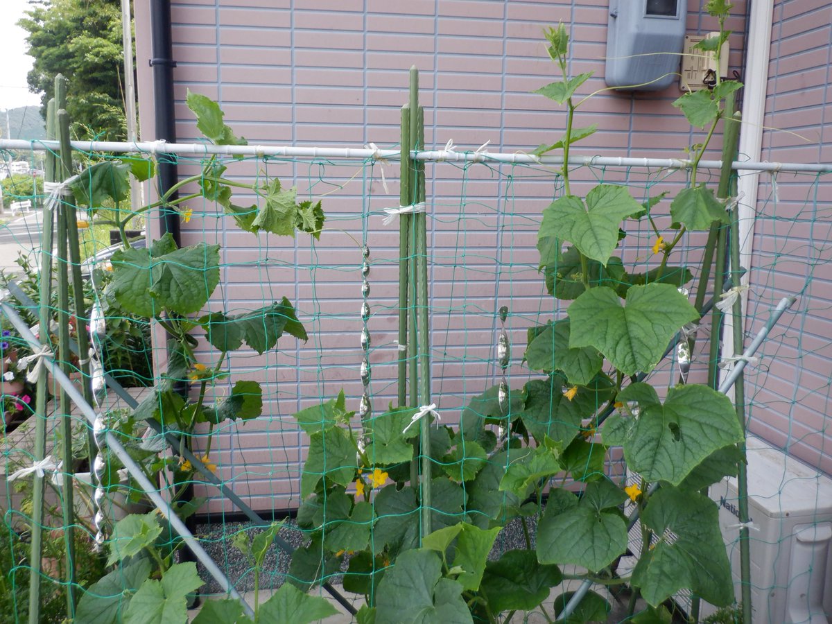 うさ 6 西側ブロック畑の キュウリ はネットを過ぎているのですが 左端のは摘心せずに横に這わせてみました 右の2本は 摘心しようかな 6 21 皆さん摘心しているようなので 右の2本はカットしました うさ 6 西側ブロック畑の キュウリ はネットを過ぎているのですが 左端のは摘心せずに横に這わせてみました 右の2本は 摘心しようかな 6 21 皆さん摘心しているようなので 右の2本はカットしました