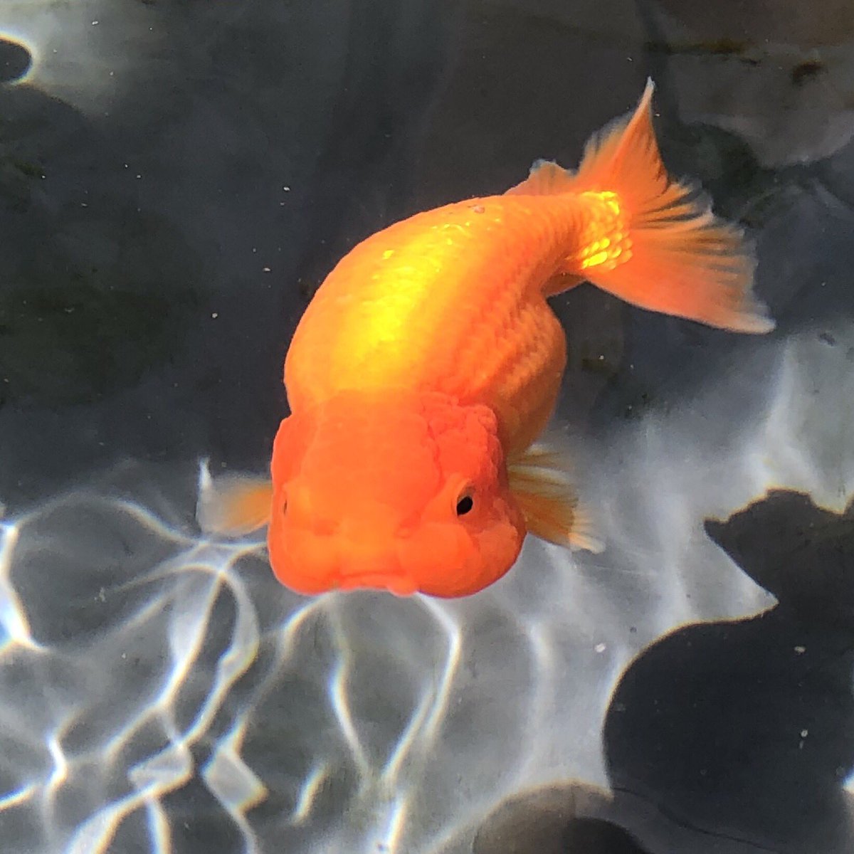 ベリル 水換えを2日サボったのでグリーンウォーターになり金魚が見えなくなりました 梅雨の晴れ間に4舟まとめて水換え どこもキレーな緑水になってたよ 本当に大嫌い あたしゃ透明な水が好きなんだよ でもサボるから ね すぐ緑水 らんちゅう 金魚 ベリル 水換えを2日サボったのでグリーンウォーターになり金魚が見えなくなりました 梅雨の晴れ間に4舟まとめて水換え どこもキレーな緑水になってたよ 本当に大嫌い あたしゃ透明な水が好きなんだよ でもサボるから ね すぐ緑水 らんちゅう 金魚