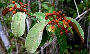arbolespe's tweet photo. #Caparrosa #Onotillo #Lacre #Sangrito (Vismia baccifera) F Hypericaceae. Son árboles con tricomas simples con hileras glandulares , hermafroditas. Hojas con puntos glandulares negruzcos. Flores homostilas .Fruto en baya lisa, glabra, frecuentemente punteado; semillas numerosas https://t.co/PcPA5ljmJl