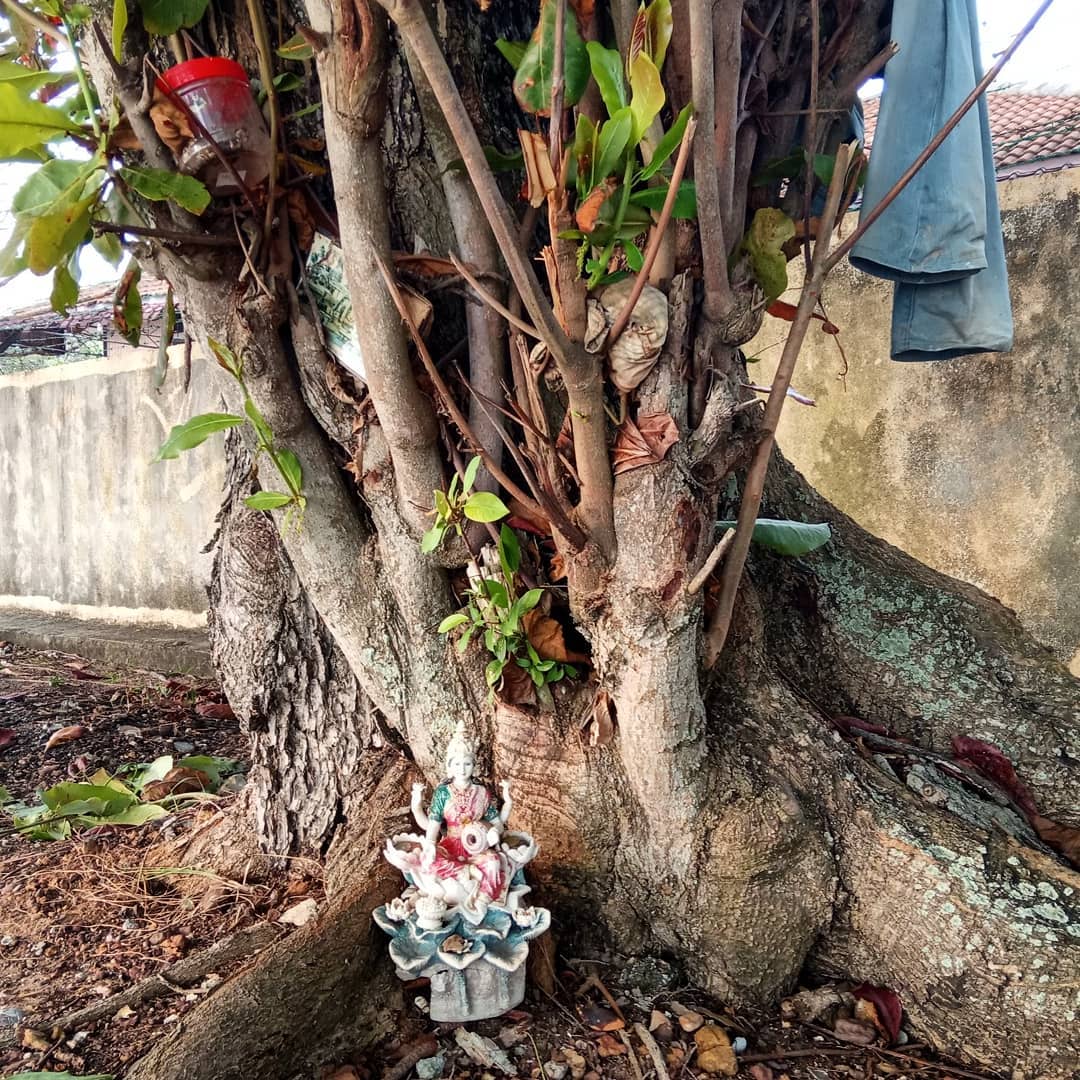 zedecksiew's tweet photo. Today @chincarok and I visited our favourite beach in Port Dickson.
I took the first photo in September 2019. The goddess Lakshmi, seated under a seaside tree.
@chincarok took the second photo today. Somebody has given Lakshmi a basin of coral, to sleep in.
#localgods https://t.co/nFC9iUmBz9