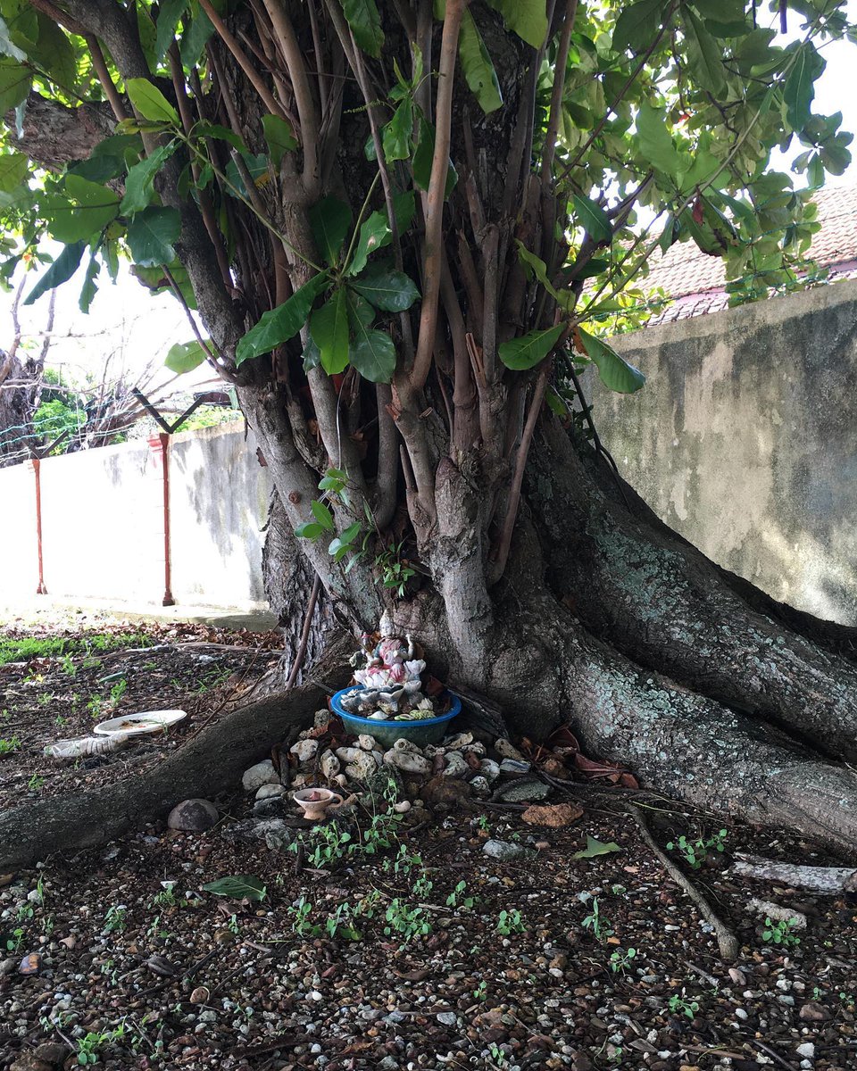 zedecksiew's tweet photo. Today @chincarok and I visited our favourite beach in Port Dickson.
I took the first photo in September 2019. The goddess Lakshmi, seated under a seaside tree.
@chincarok took the second photo today. Somebody has given Lakshmi a basin of coral, to sleep in.
#localgods https://t.co/nFC9iUmBz9