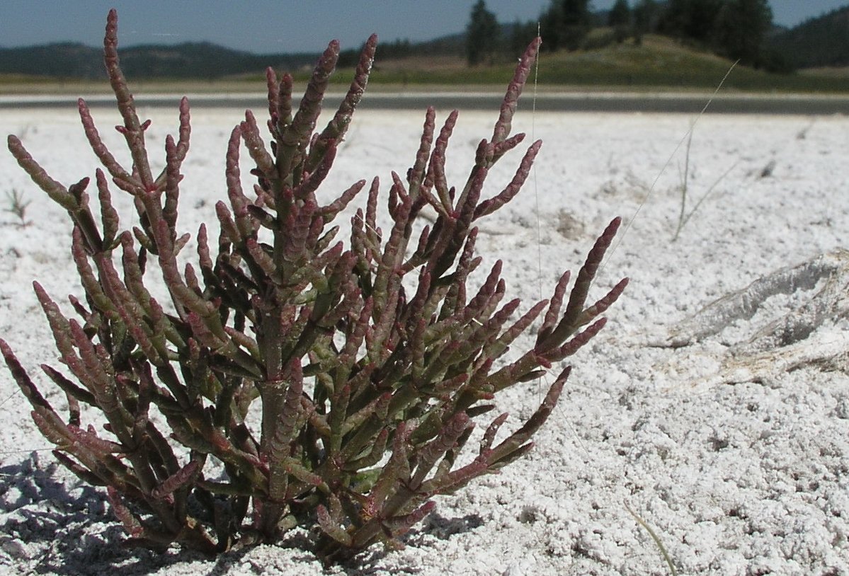 FBL_UCPH's tweet image. This week Emil defended his BSc thesis - a literature study about salinity tolerance in over 100 species of crops and wild plants. The study shows that there is a rich genetic potential in wild species to improve salt tolerance in our crops even without the use of GMO.