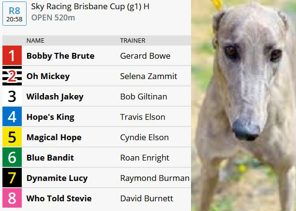 GreyhoundJunki1's tweet photo. Bobby The Brute one of Greyhound Junkies kennel stars will compete in a heat of the Brisbane Cup this coming Thursday.

Best of luck to owners and trainer Justin Bowe https://t.co/zUiaIP8IXh