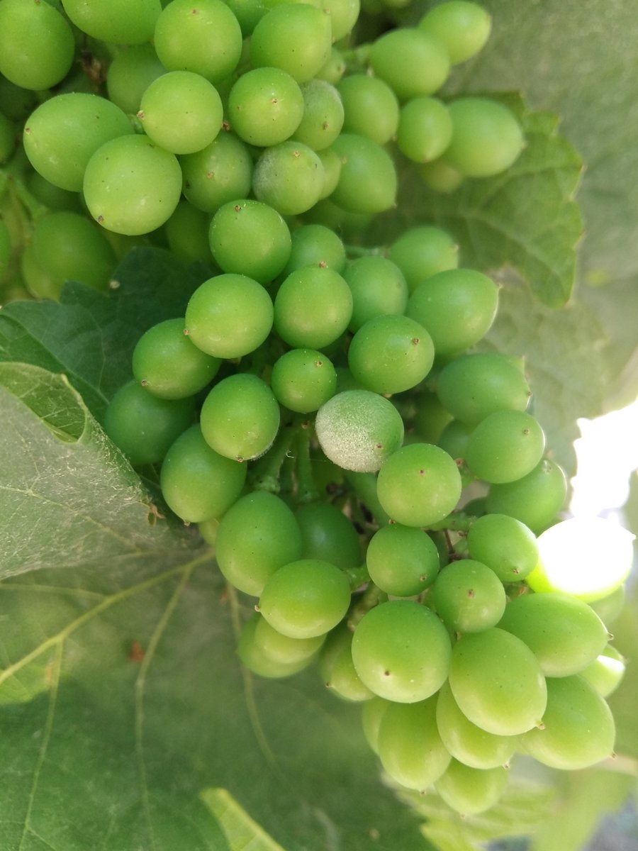 SyngentaES's tweet photo. 🤔☝️ ¿Problemas con el #oídio en tu #viñedo? 🍇
👉 #Dynali es la solución para controlar esta enfermedad y conseguir la máxima rentabilidad ¡Conócela! ⬇️⬇️⬇️
https://t.co/zFVzmAMLSj https://t.co/TgwXv7Zskf