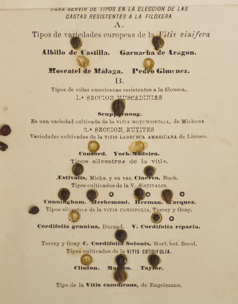 MNCN_Col's tweet photo. #Phylloxera is an insect of American origin that feeds on the roots and leaves of the vine. It was the most devastating #pest in the history of world #viticulture. More than 5 million hectares of #vineyard had to be uprooted on Europe between 1870 and 1930. #Graells #Museums https://t.co/fPSSnKOscd