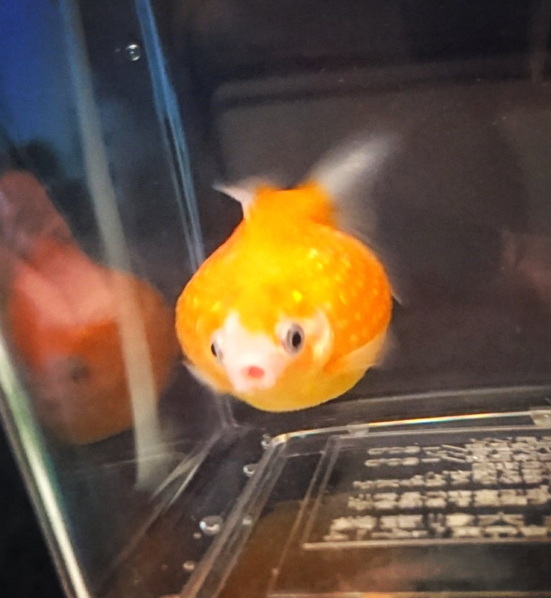 チェコ うちの水槽にピンポンパールが仲間入り まんまるで泳ぎ方面白い 笑