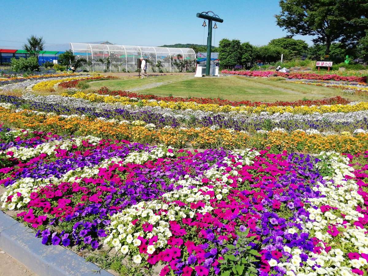 由利本荘市観光協会事務局員 由利本荘市西目のハーブワールドakitaに行ってきましたー ラベンダー畑が見頃です 他にもお花いっぱいの園内は なんと入場無料 アスレチック遊具もあるのでご家族で遊びに行きましょう 由利本荘市 ハーブ