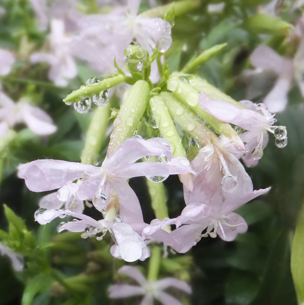 ソープワート Twitter Search Twitter